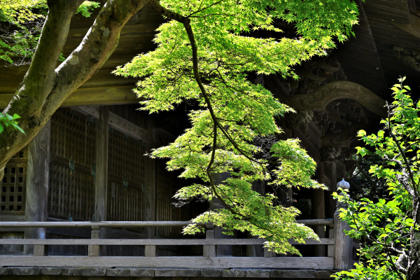 S_500zDSC_0910_36966.JPG