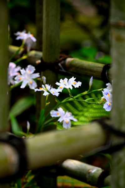 S_500zDSC_0917_36971.JPG
