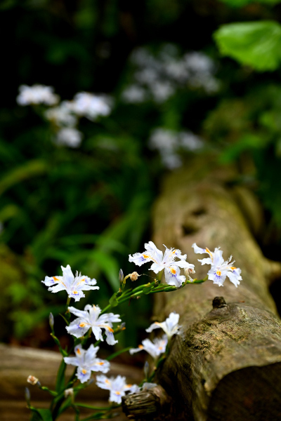 S_500zDSC_0925_36975.JPG