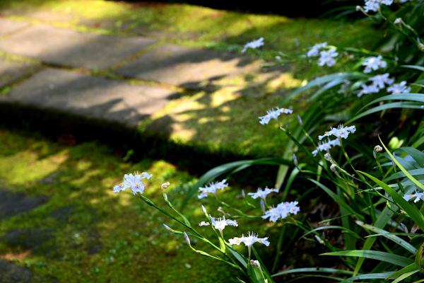 S_500zDSC_0935_36985.JPG