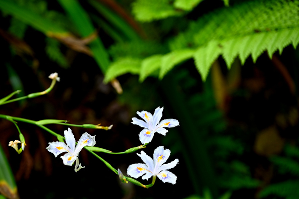 S_500zDSC_0941_36991.JPG