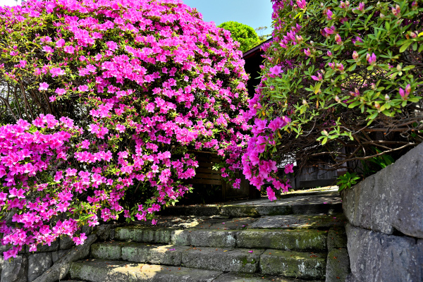 S_500zDSC_0951_36996.JPG