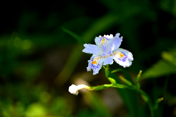 S_500zDSC_1039_37055.JPG
