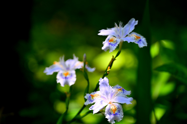S_500zDSC_1041_37057.JPG