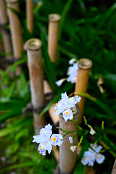 S_500zDSC_1044_37058.JPG