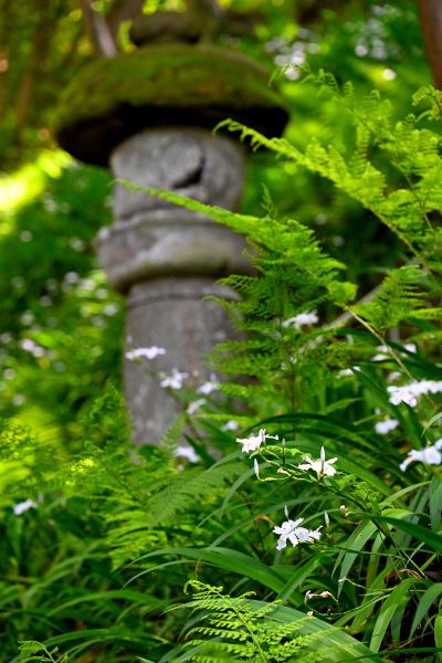 S_500zDSC_1098_37108.JPG