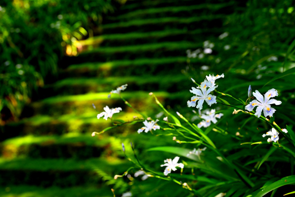 S_500zDSC_1114_37120.JPG
