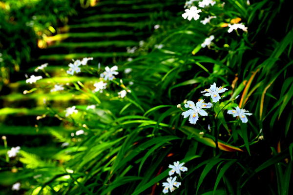 S_500zDSC_1120_37126.JPG