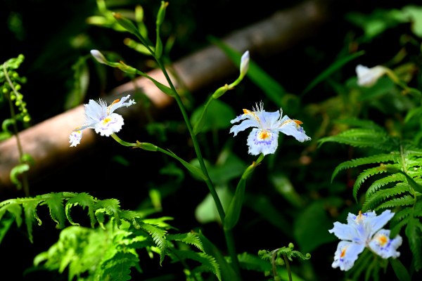 S_500zDSC_1144_37142.JPG