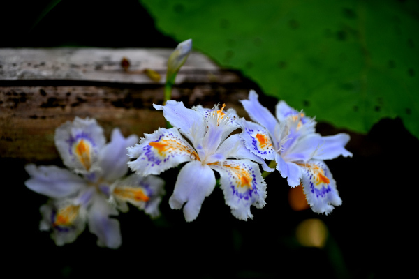 S_500zDSC_1150_37146.JPG