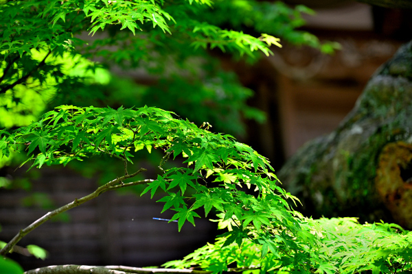S_500zDSC_1164_37156.JPG