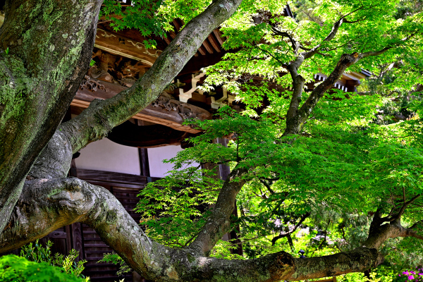 S_500zDSC_1169_37161.JPG