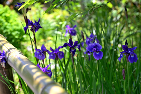 S_500zDSC_1174_37166.JPG