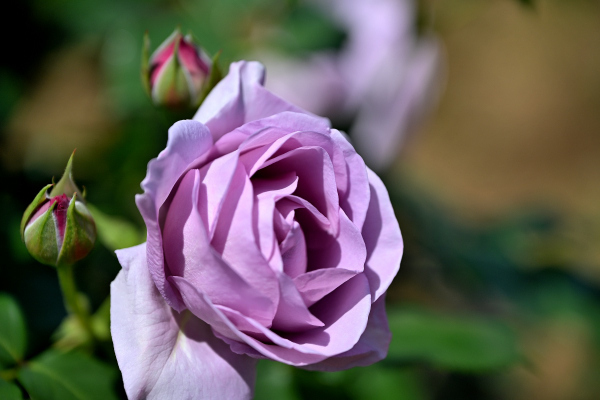 S_500zDSC_1511_37762.JPG