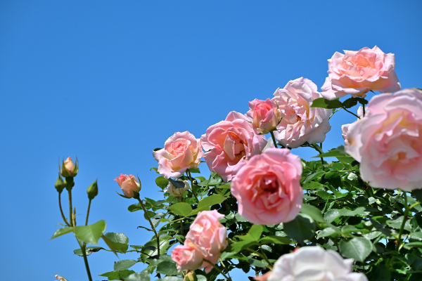 S_500zDSC_1524_37771.JPG