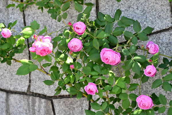 S_500zDSC_1541_37782.JPG