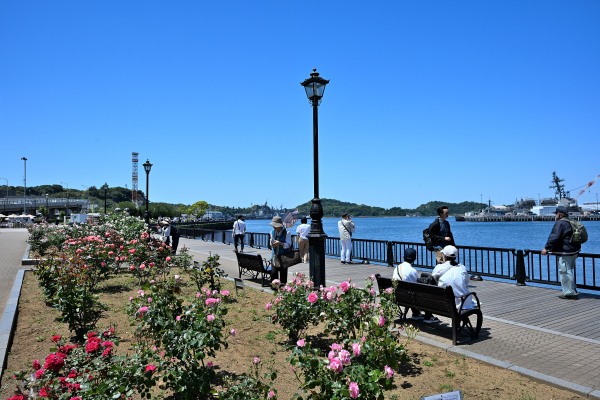 S_500zDSC_1556_37791.JPG