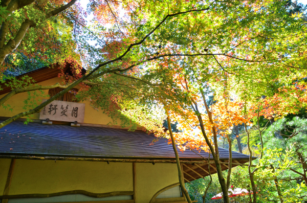 S_500zDSC_8531_18188.JPG