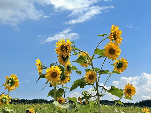 S_500zIMG_7088 (2)_40024.JPG